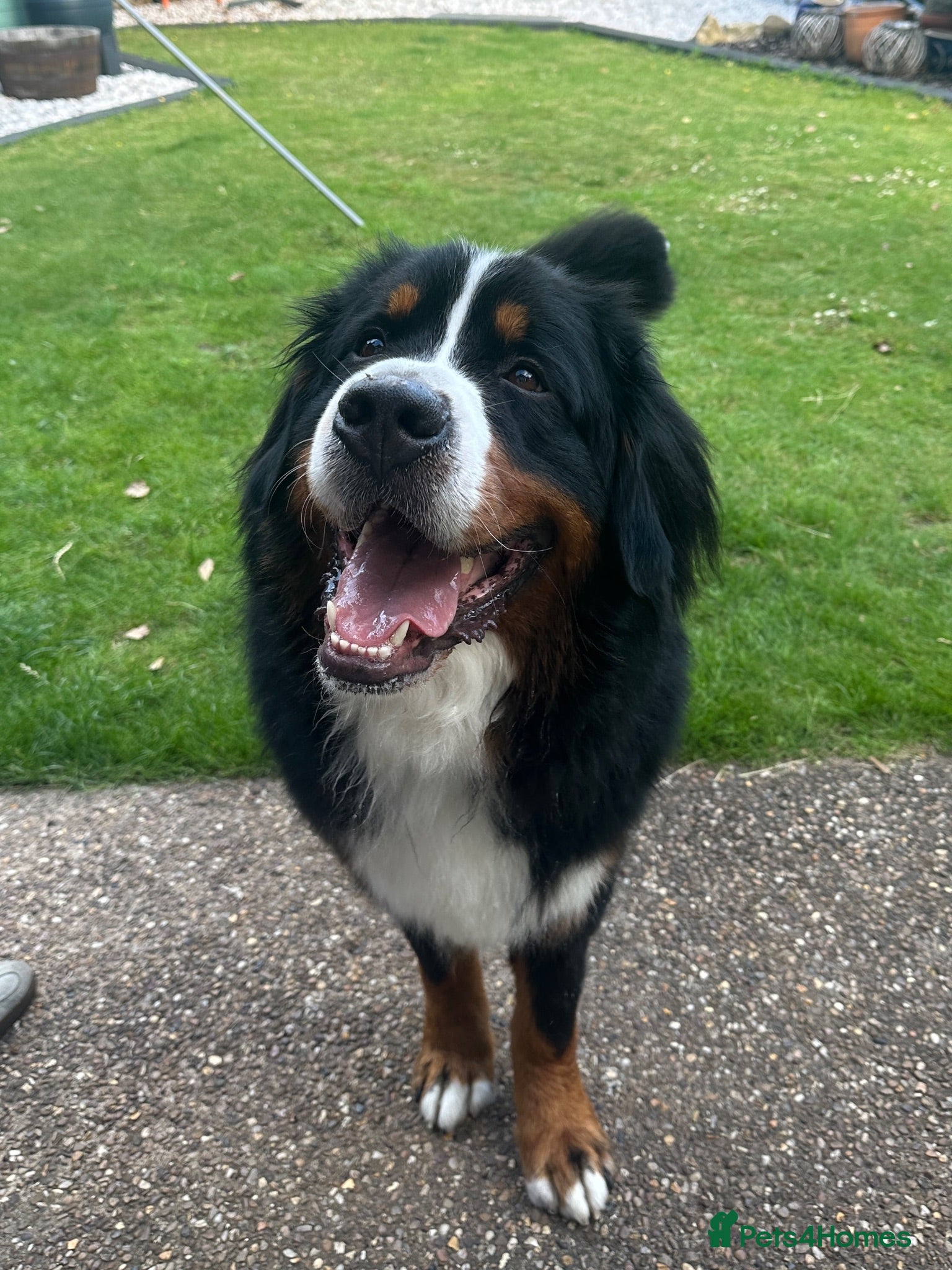 Bernese Mountain Dog dogs Buzz - Male Bernese Mountain Dog 20 months - Advert 1