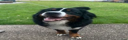 Bernese Mountain Dog dogs for sale: Buzz - Male Bernese Mountain Dog 20 months in Market Harborough - Advert 1