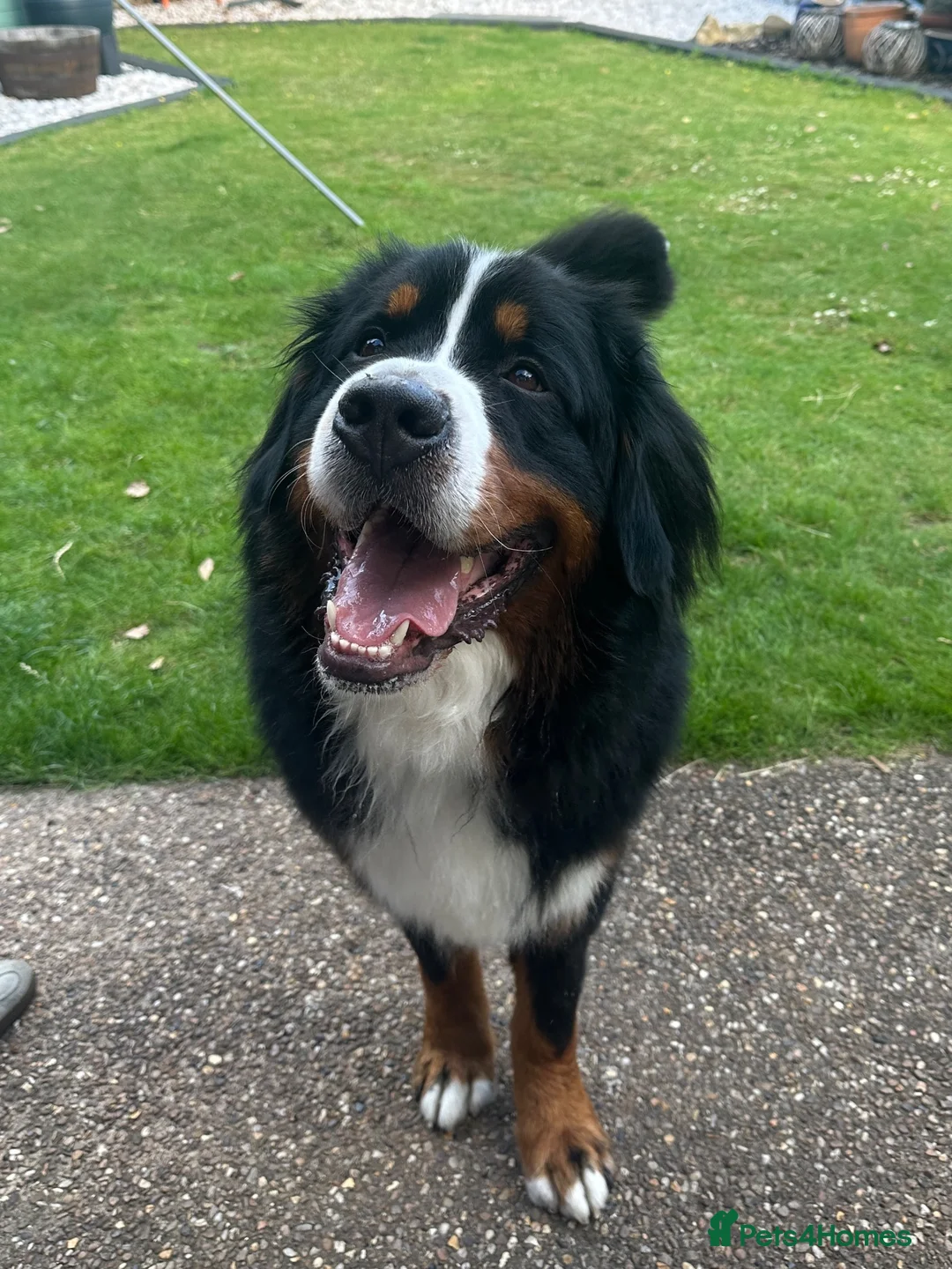 Bernese Mountain Dog dogs for sale: Buzz - Male Bernese Mountain Dog 20 months in Market Harborough - Advert 1