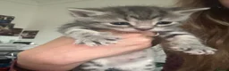 Mixed Breed cats for sale: Bengal kittens  in North Walsham - Advert 6