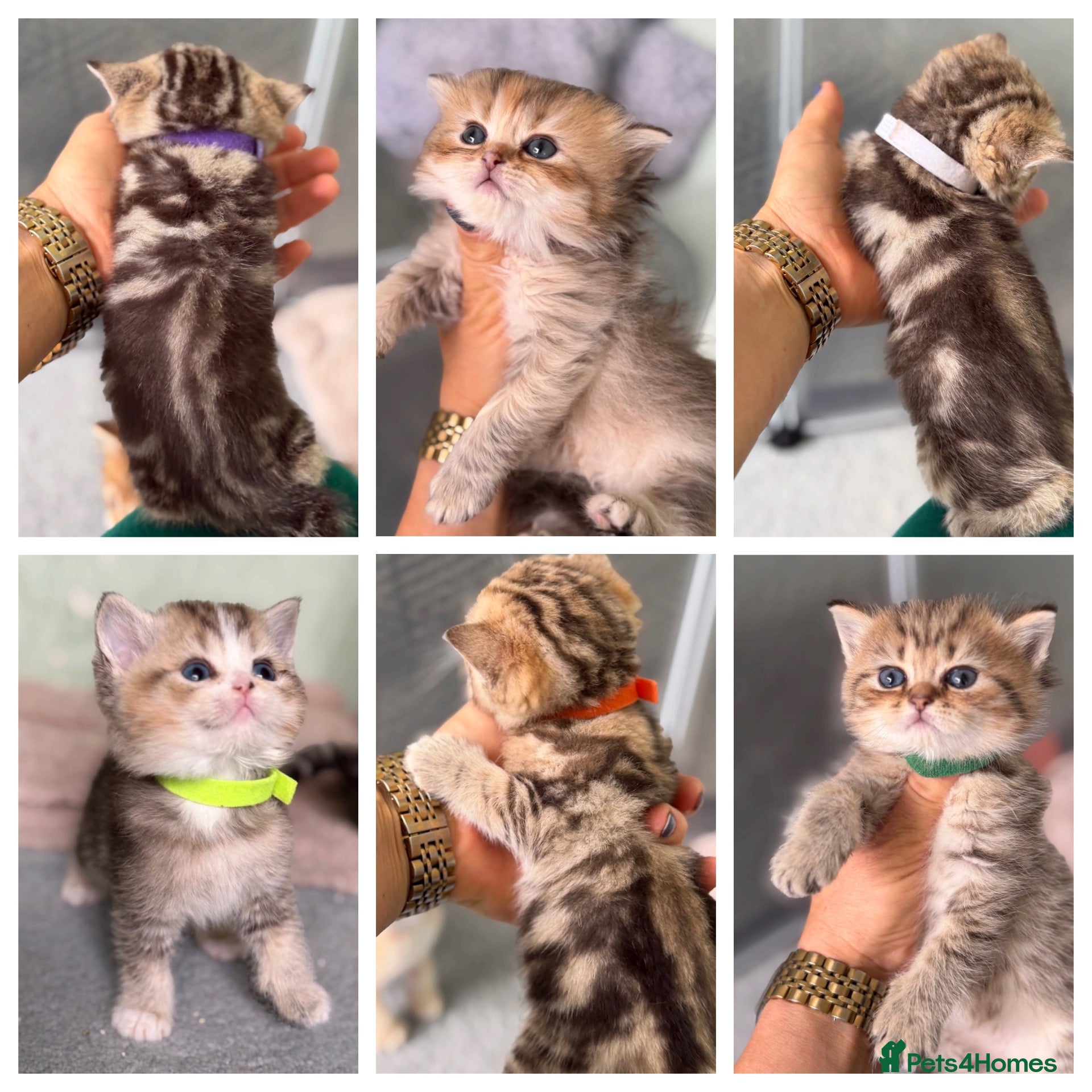 British Shorthair cats British sh/longhair golden marble kittens - Advert 1