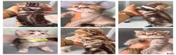 British Shorthair cats for sale: British sh/longhair golden marble kittens - Advert 1