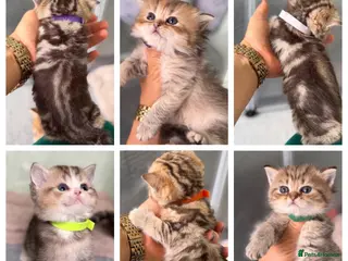 British Shorthair cats British sh/longhair golden marble kittens - Advert 4