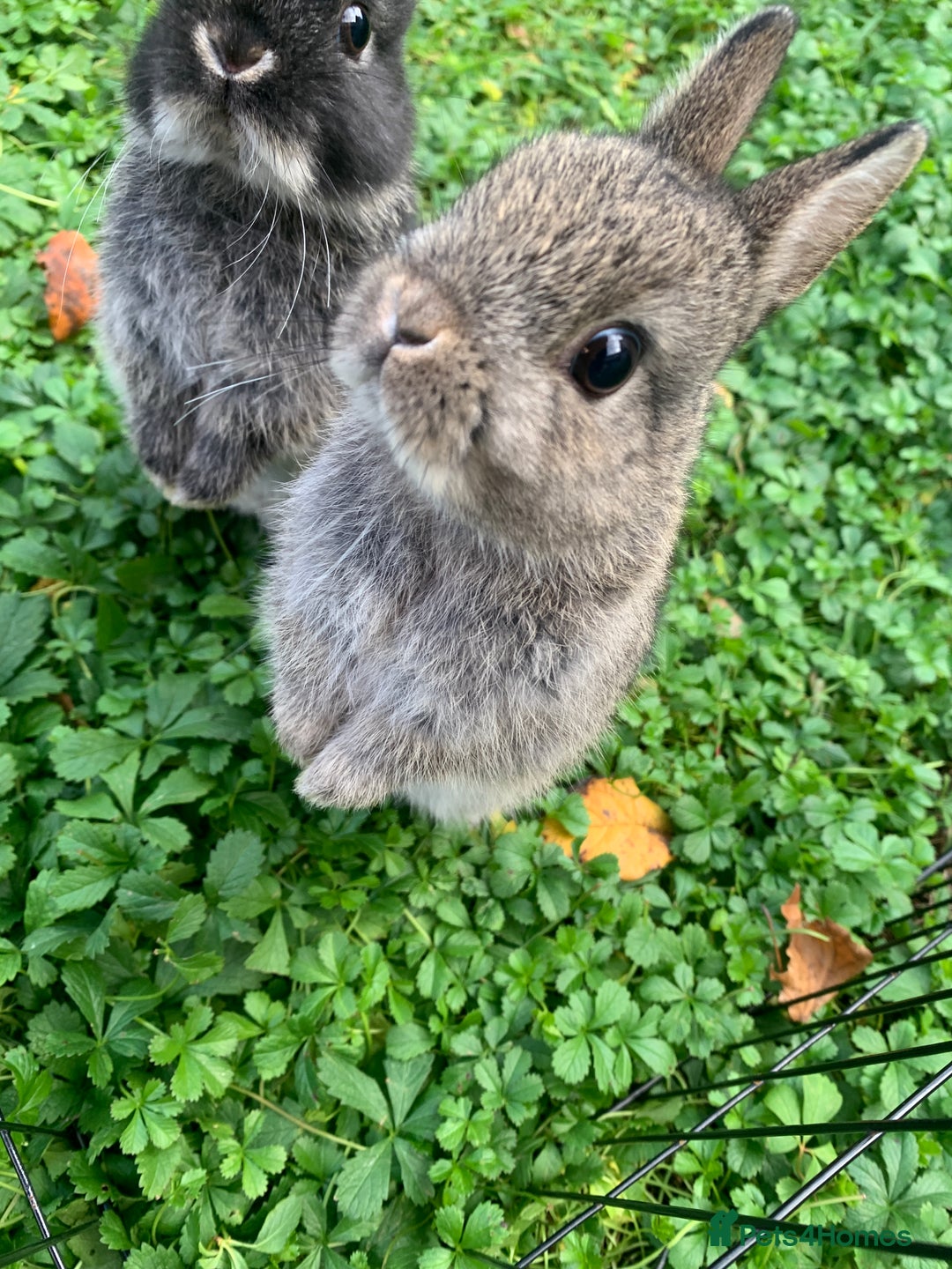 Netherland Dwarf rabbits for sale: Netherland Dwarf Rabbits - Advert 5