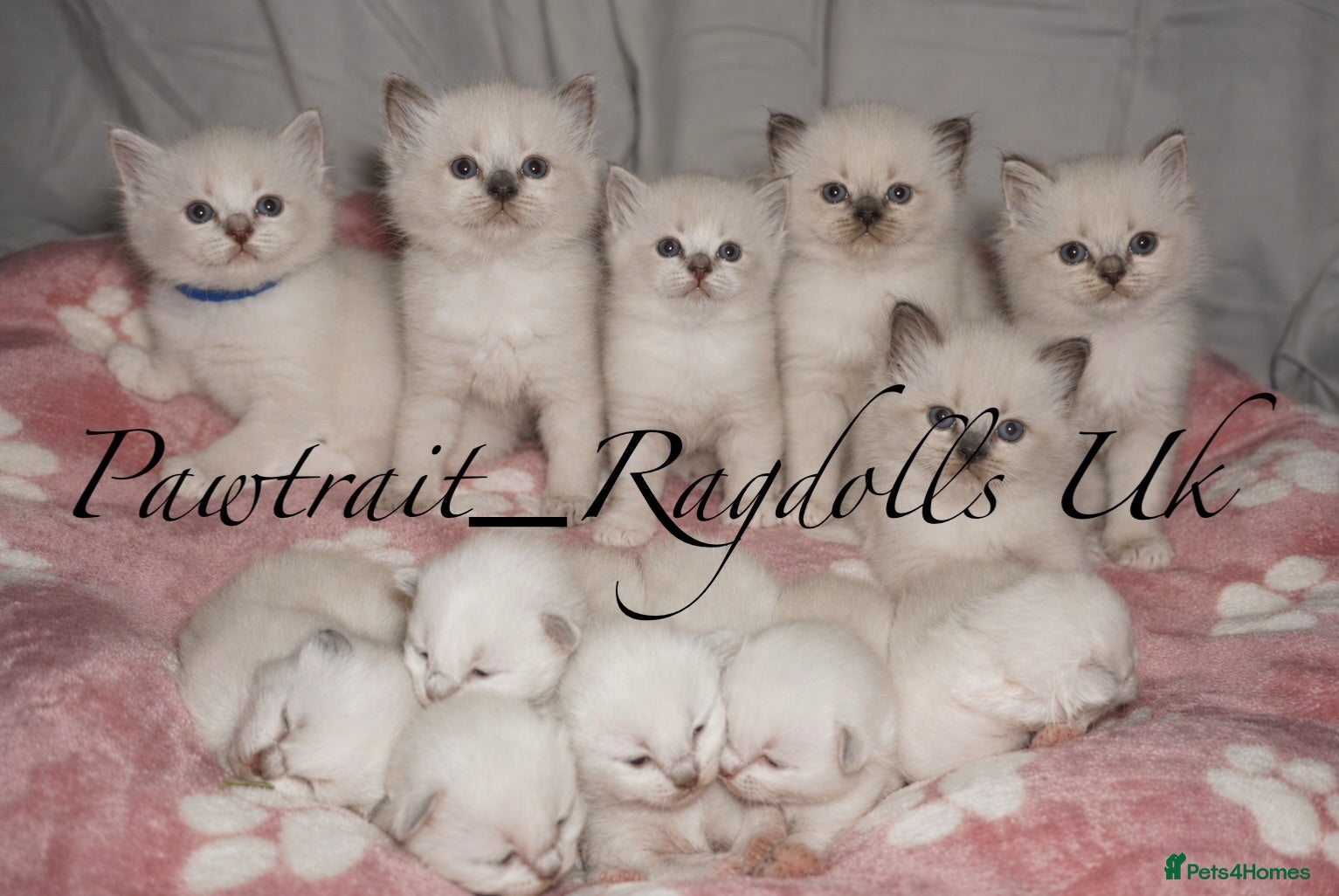 Ragdoll cats for sale: Stunning Boys re-available 💙  - Advert 2
