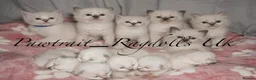 Ragdoll cats for sale: Pawtrait Perfect Ragdoll kittens in Hemel Hempstead - Advert 10