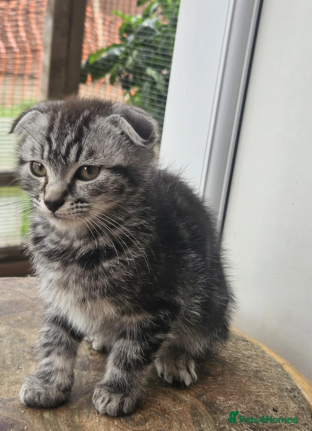 Mixed Breed cats for sale: Adorable&Super friendly kittens 🐈‍⬛  - Advert 2