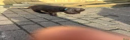 Cocker Spaniel dogs for sale: 100%show cocker spaniel kc reg   - Advert 20