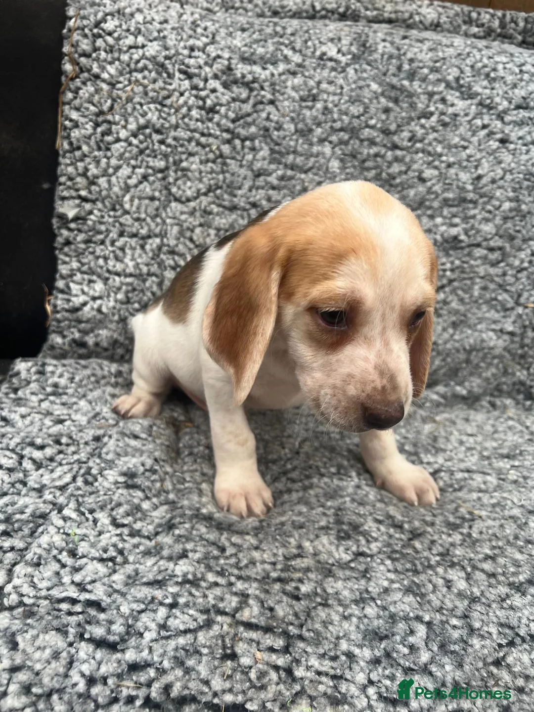 Beagle dogs for sale: Beautiful Beagle Puppies - Advert 12