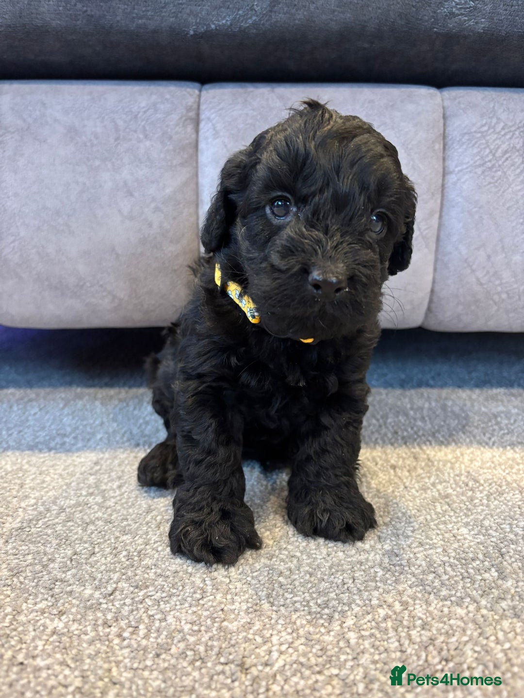 Cockapoo dogs for sale: Six stunning cockapoo puppies - Advert 12