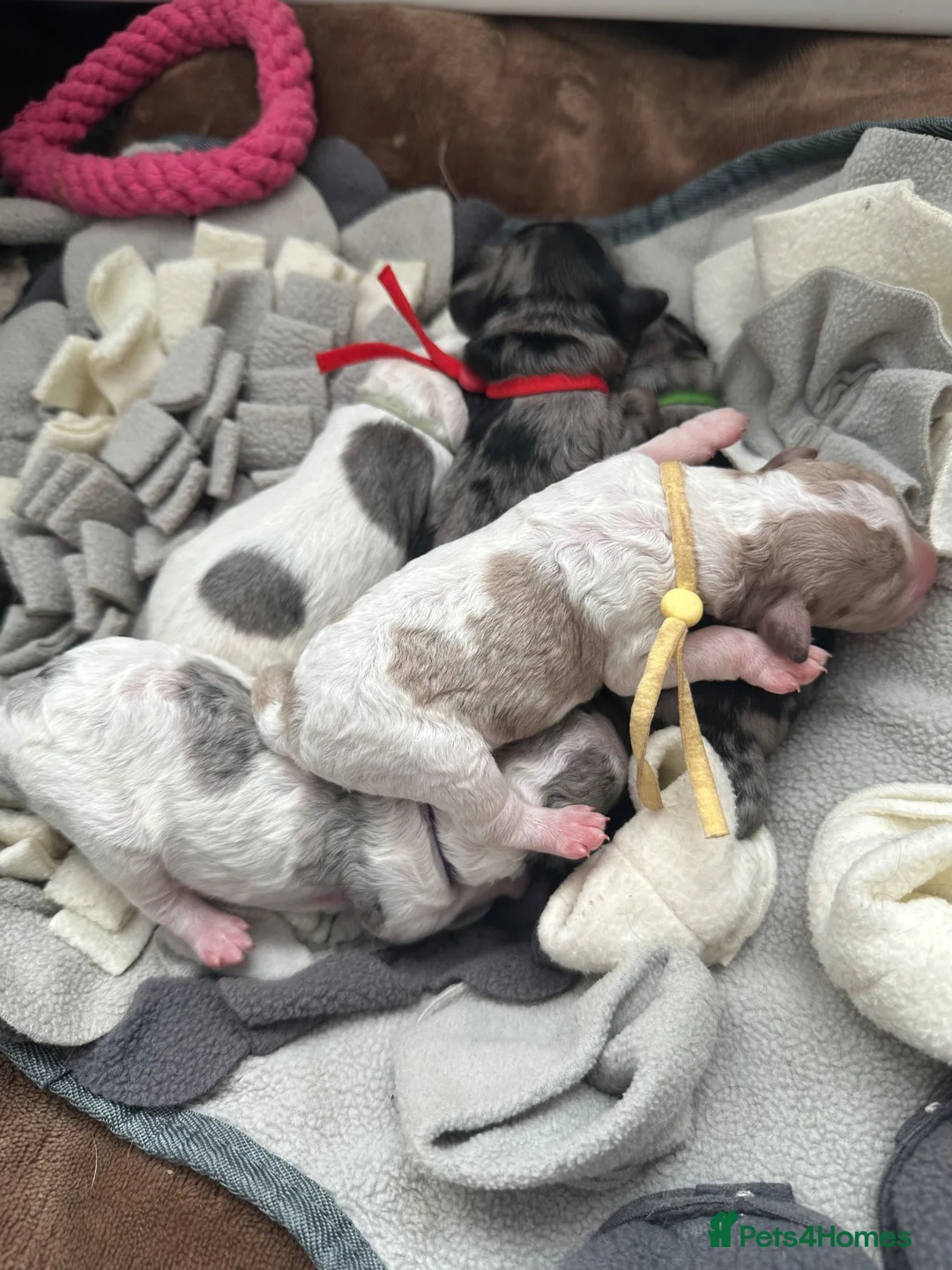 Cockapoo dogs for sale: Stunning cockapoos - Advert 2