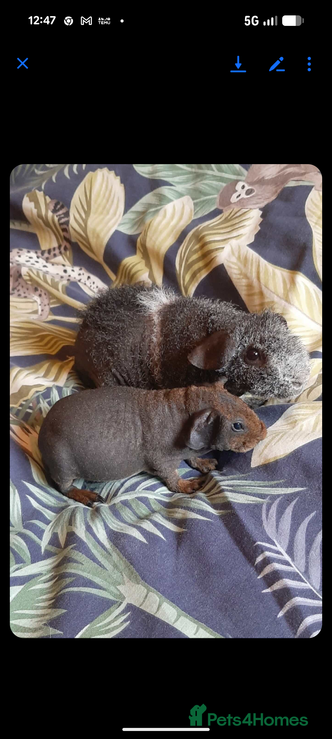 Guinea Pig rodents for sale: Skinny-pigs werewolf  - Advert 2