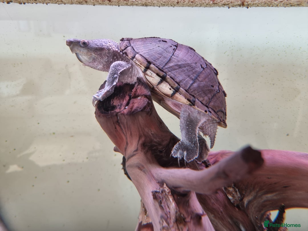 Turtle reptiles for sale: Razorback musk turtle - Image 1