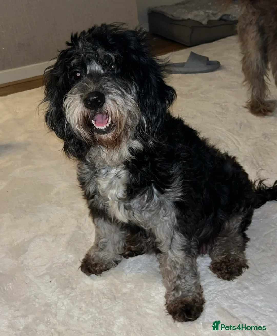 Cockapoo dogs for sale: Beautiful F2 Cockapoo puppies 🏡🐶  - Advert 6