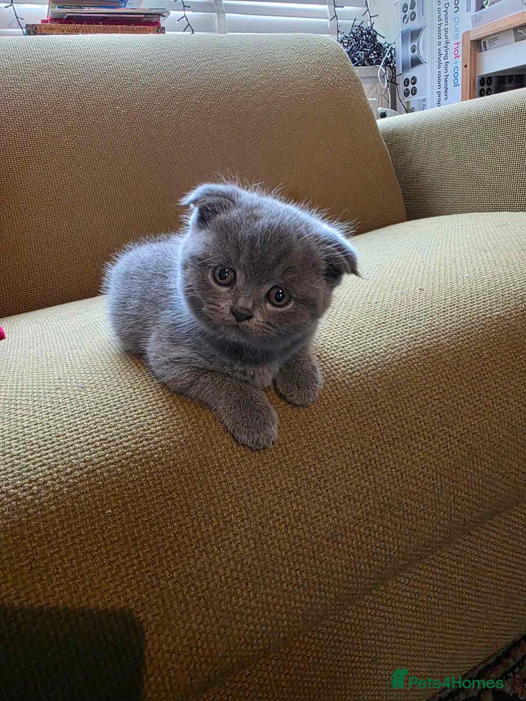 Scottish Fold cats for sale: 4 lovely kittens looking for new family  - Image 23