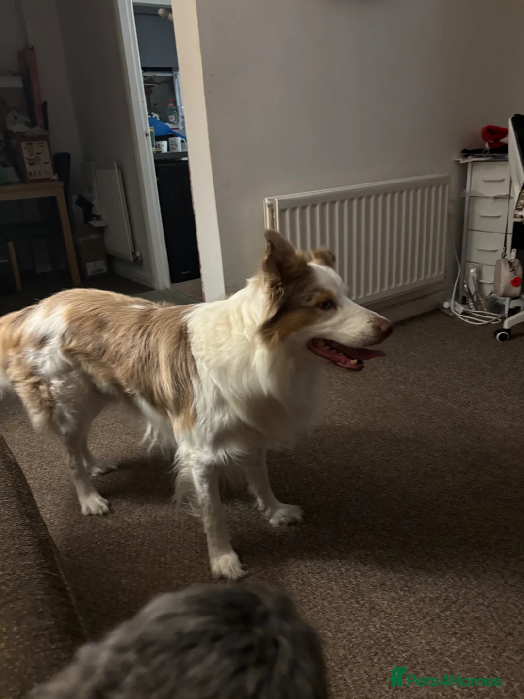 Border Collie dogs for stud: **STUD ONLY!!** - Advert 2