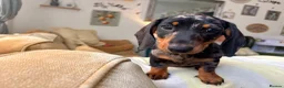 Dachshund dogs for sale: Dachund dapple girl - Advert 5