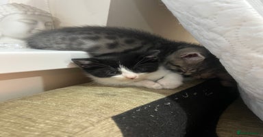 Mixed Breed cats - Advert 3