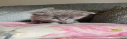Ragdoll cats for sale: Unique Ragdoll Kittens - health tested parents - Advert 13