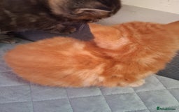 British Shorthair cats for sale: Beautiful kittens  - Image 3