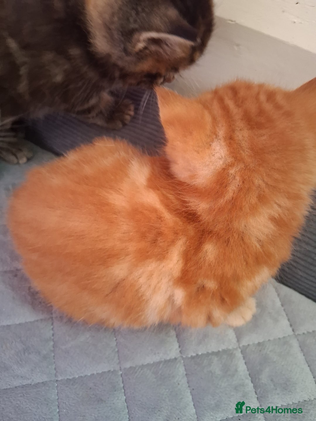 British Shorthair cats for sale: Beautiful kittens  - Image 3