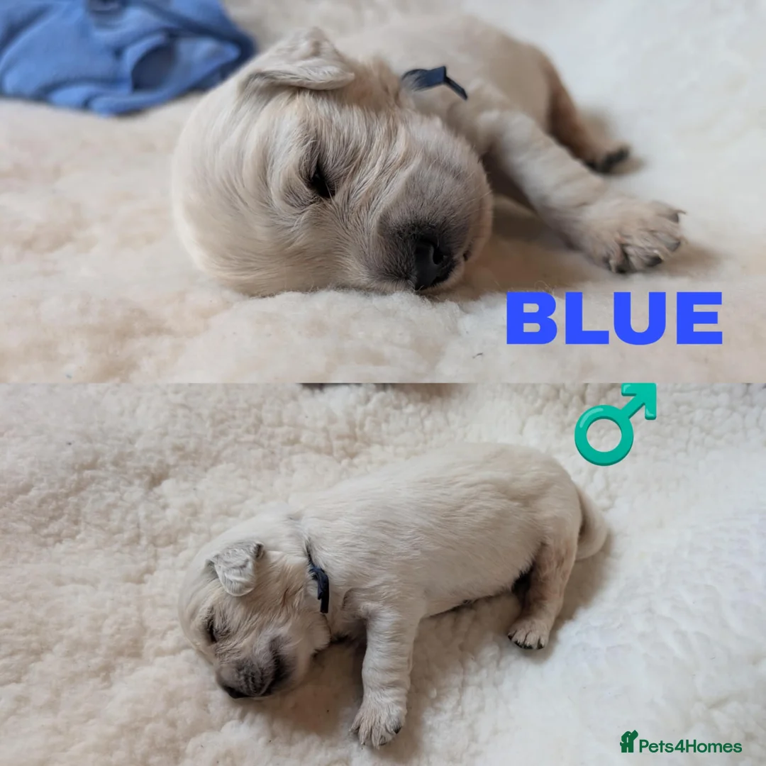 Golden Retriever dogs for sale: Stunning Cream Golden Retriever Puppies - Advert 10