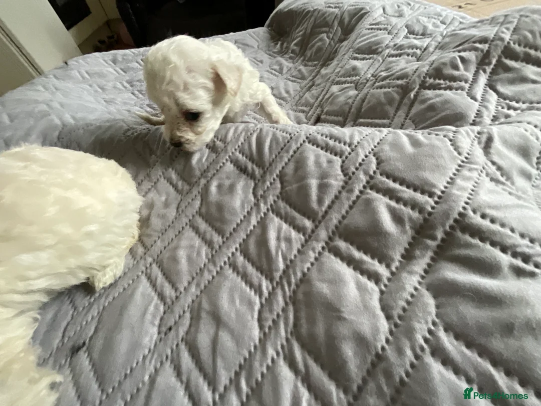 Bichon Frise dogs for sale: Bichon Firse in Enniskillen - Advert 5