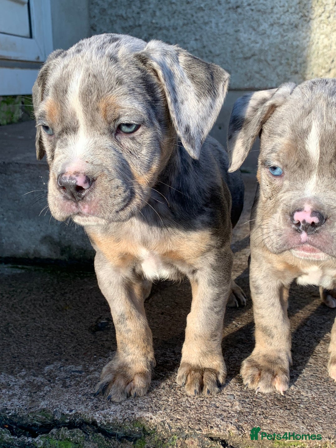 Olde English Bulldogge dogs for sale: Olde English bulldogges generational  - Advert 7