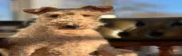 Fox Terrier dogs for sale: Pedigree Wire Haired Fox Terrier puppies for sale - Advert 6