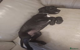 Mixed Breed dogs for sale: Puppies ready for their forever homes   in Grimsby - Image 10