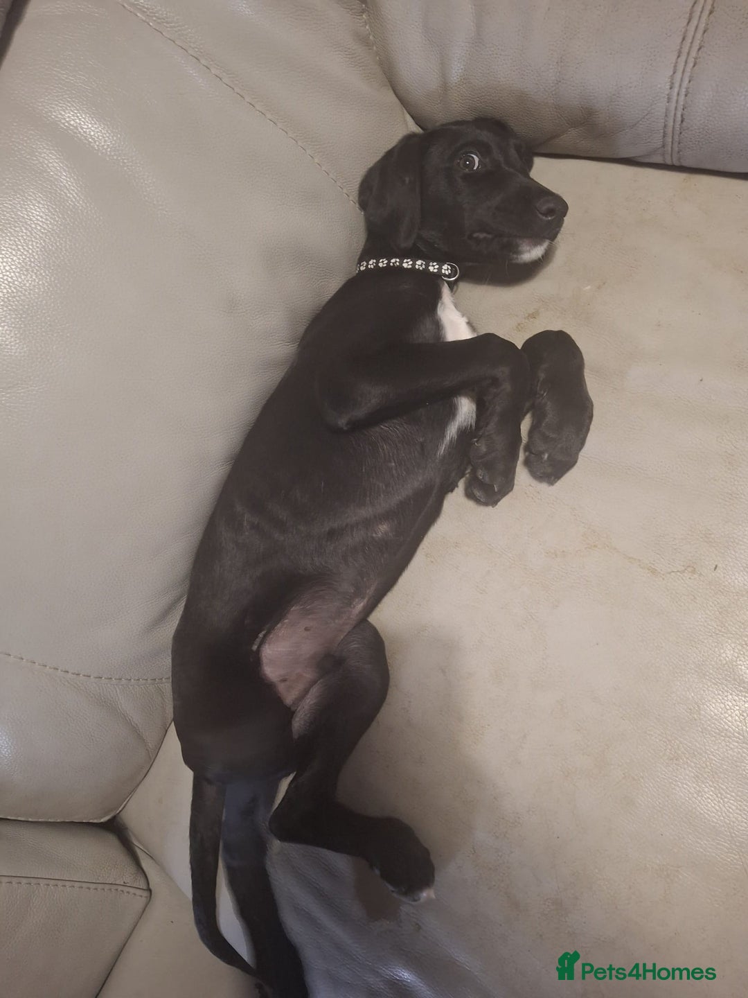 Mixed Breed dogs for sale: Puppies ready for their forever homes   in Grimsby - Image 10