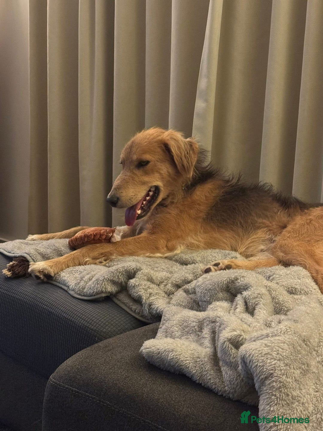 Mixed Breed dogs for adoption: Sweet Nathan looking for LOVE - Image 5