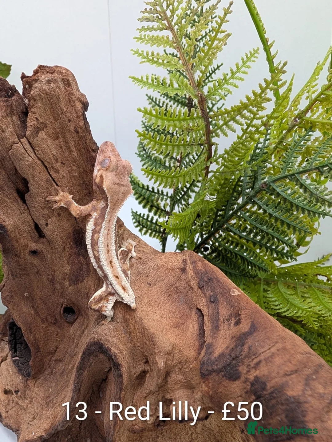 Gecko reptiles for sale: Beautiful Mix of Crested Geckos - Advert 15