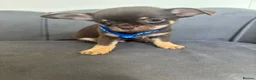 Chihuahua dogs for sale: Stunning KC Reg Chocolate Chihuahuas - Advert 19