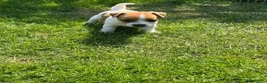 Jack Russell 2