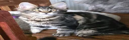 Maine Coon cats for sale: Big Strong Maine Coon Kittens - Advert 10