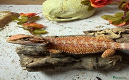 Bearded Dragon reptiles for sale: 🔥🔥🔥 BABY BEARDED DRAGONS 🔥🔥🔥 4 LEFT 🔥🔥 - Image 23