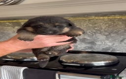 German Shepherd dogs for sale: German Shepherd Puppies Family-Raised 🐾 - Advert 1