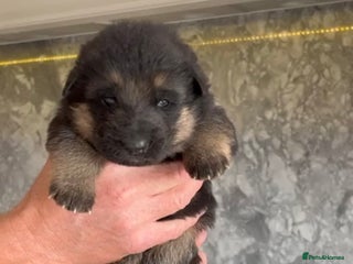 German Shepherd dogs for sale: German Shepherd Puppies Family-Raised 🐾 - Advert 1