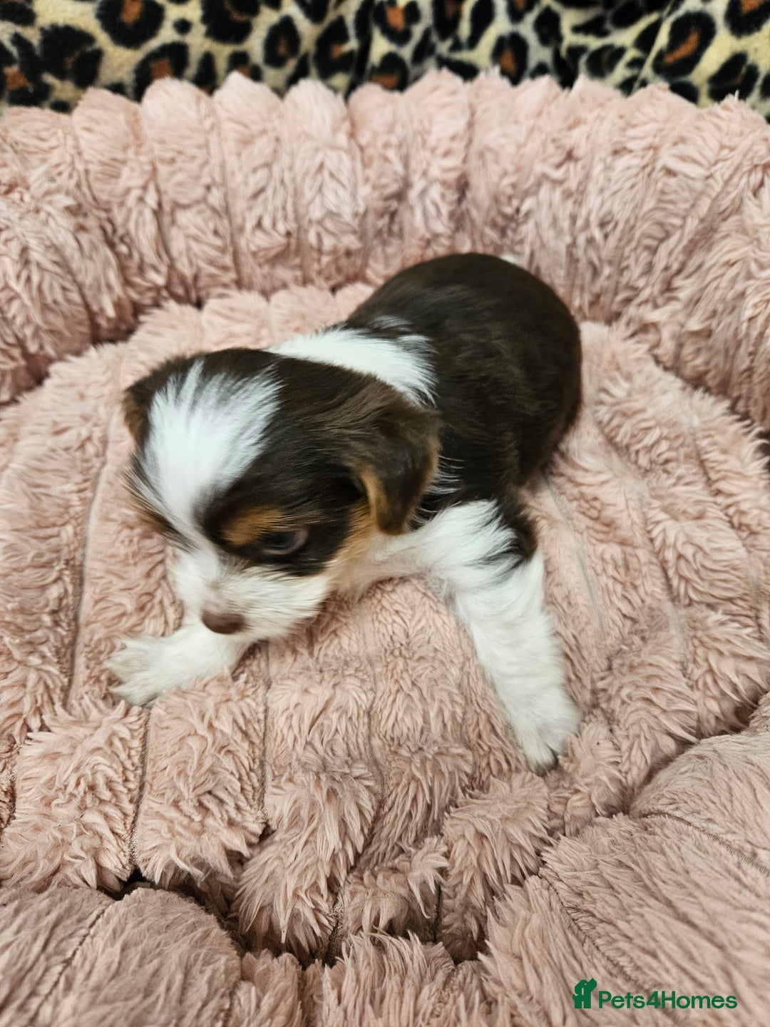 Yorkshire Terrier dogs for sale: 🤎 DNA tested parents 🤎 1 girl, 1 boy - Advert 18