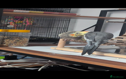 Cockatiels birds for sale: Hand reared, hand tamed, bonded pair of cockatiels - Image 5