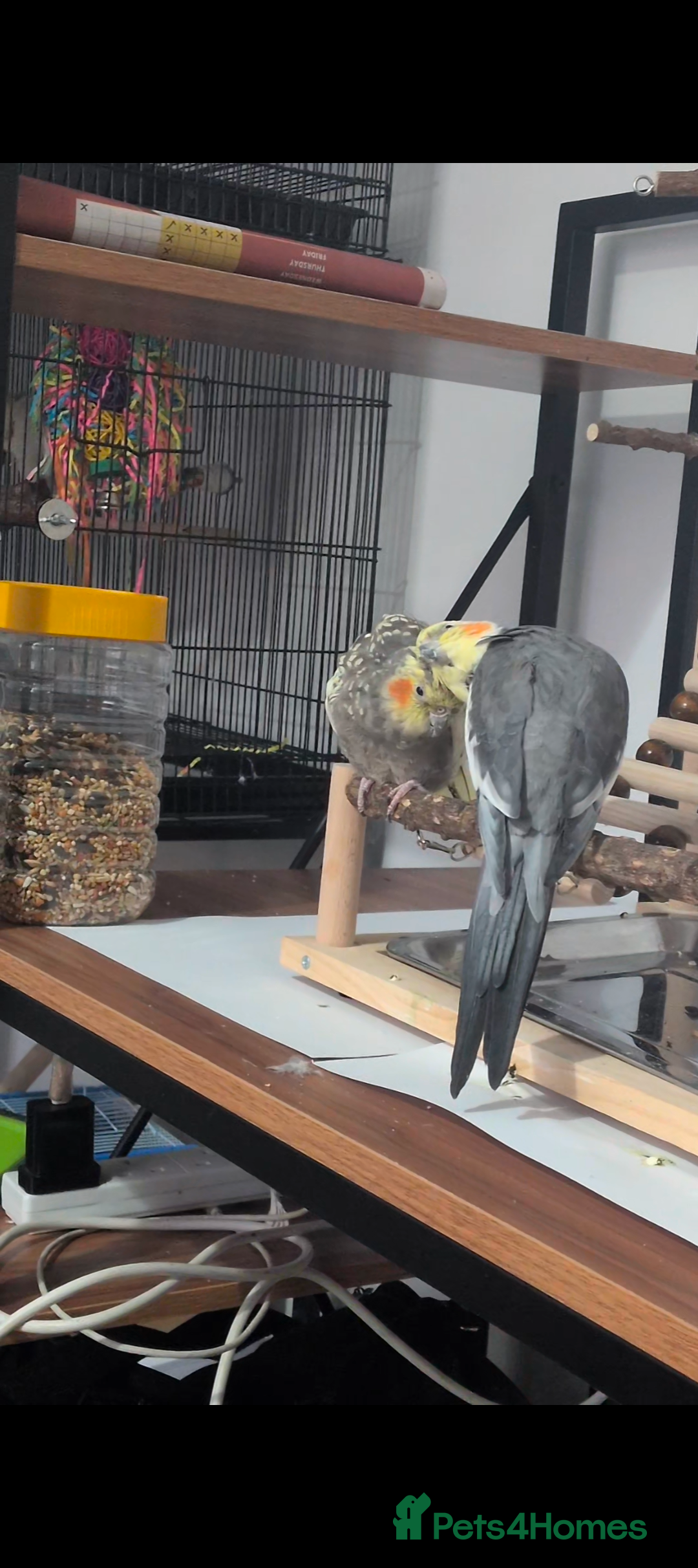 Cockatiels birds for sale: Hand reared, hand tamed, bonded pair of cockatiels - Image 5