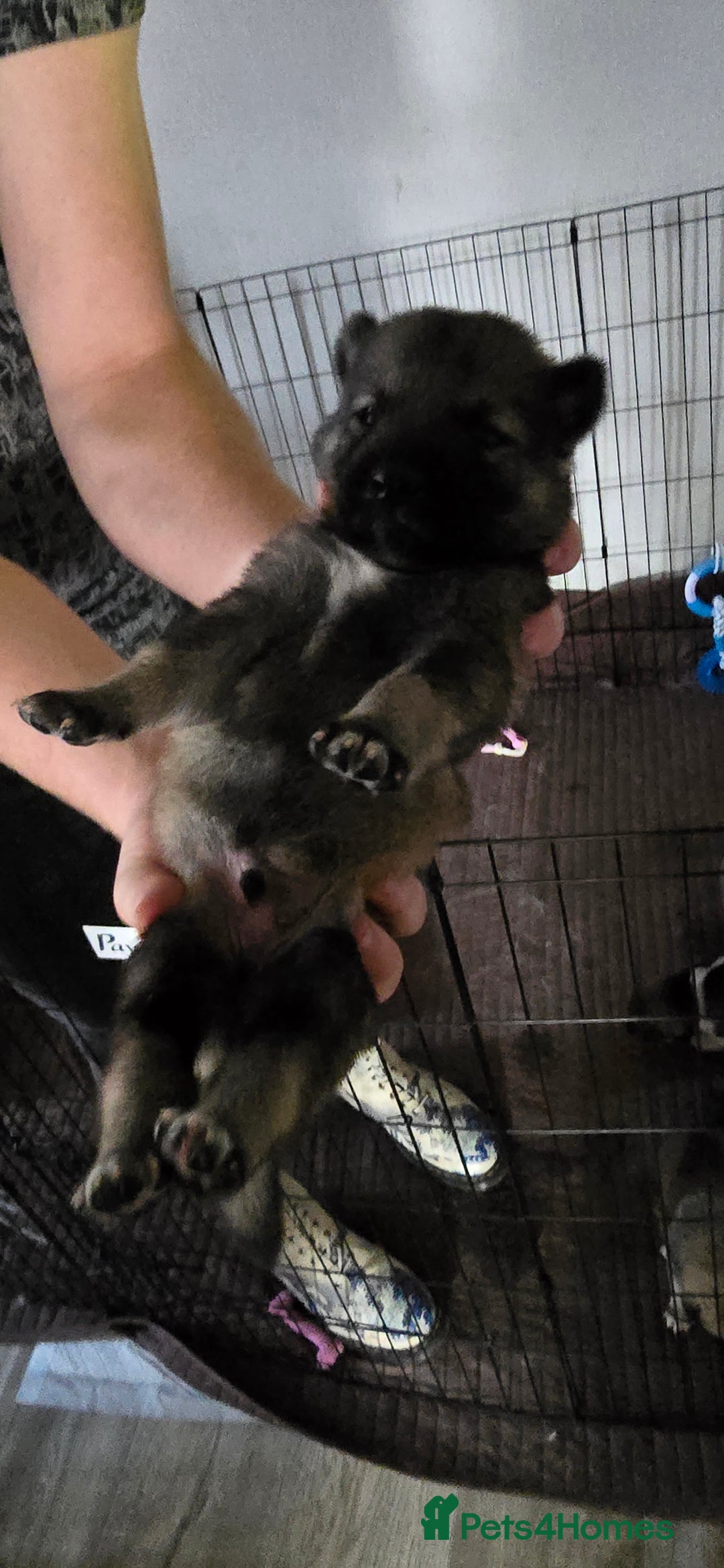 Mixed Breed dogs for sale: Northern Inuit cross American akita  - Image 8