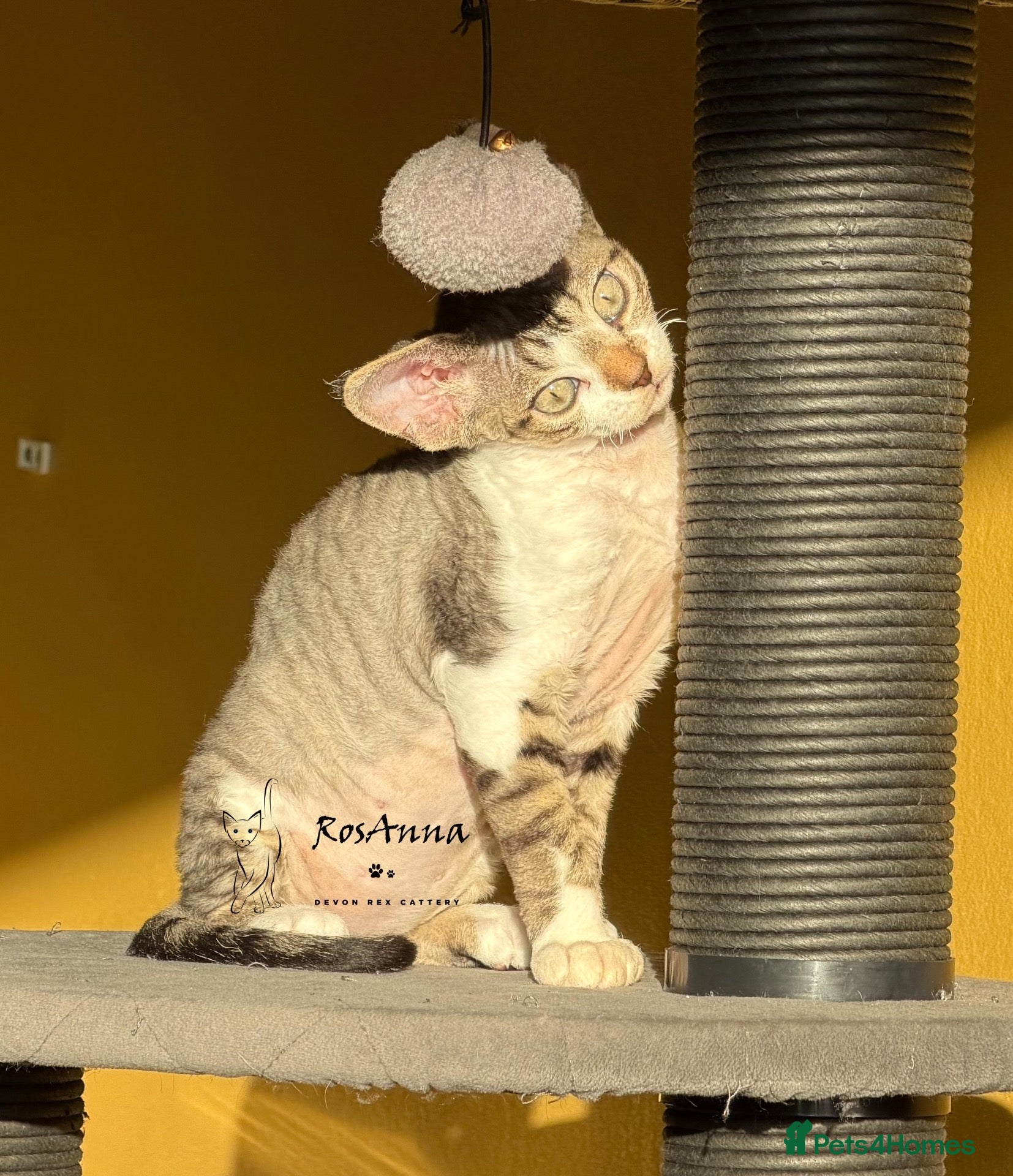 Devon Rex cats Last available baby girl - Advert 19