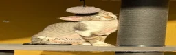 Devon Rex cats for sale: Last available baby girl-sild - Advert 1