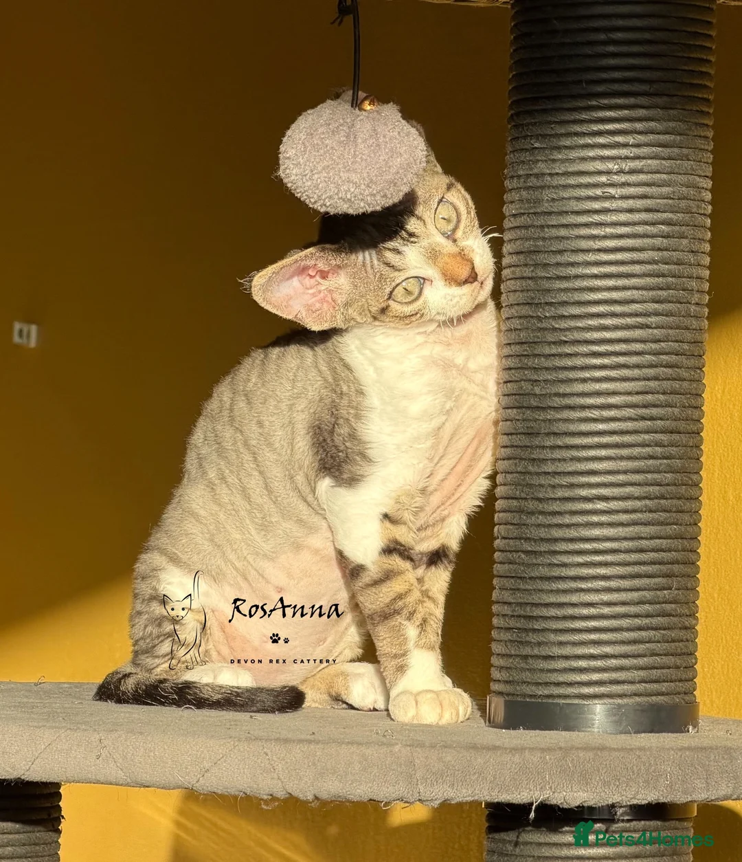 Devon Rex cats for sale: Last available baby girl-sild - Advert 1