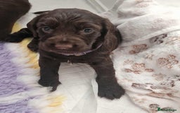 Sprocker dogs for sale: Sprockers for sale  - Image 1