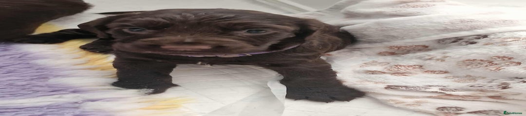 Sprocker Puppy 1