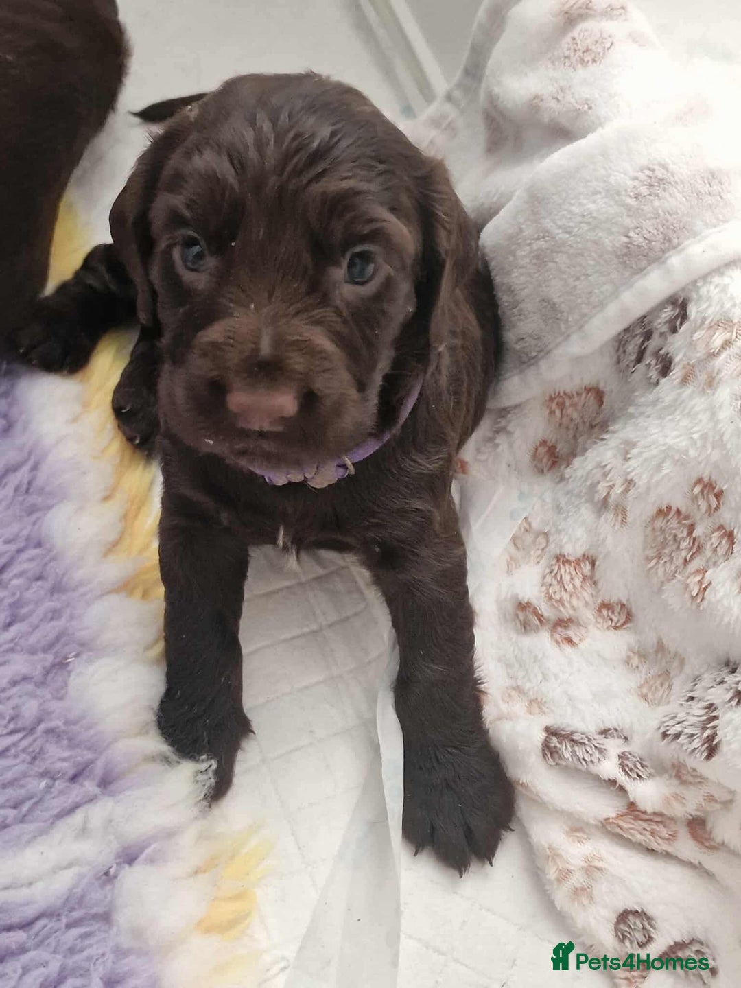 Sprocker dogs for sale: Sprockers for sale  - Image 1