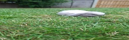 Mini Lop rabbits for sale: Mini lop bunnys - Advert 2